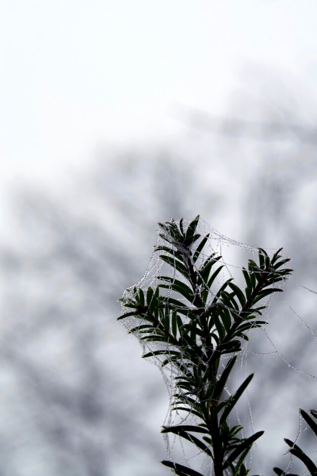 Not cold frost frosted