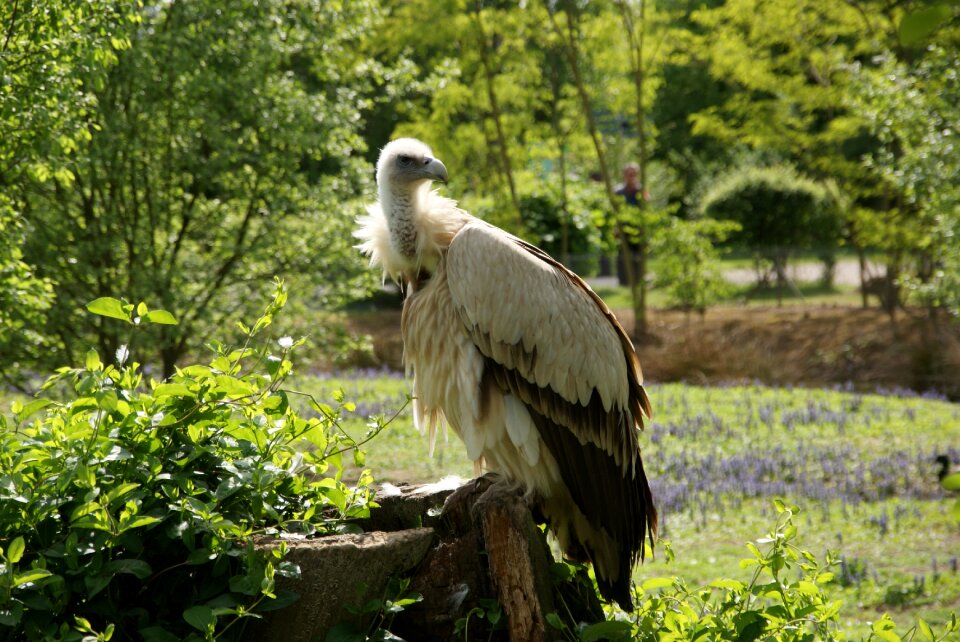 Himalaya animal bird