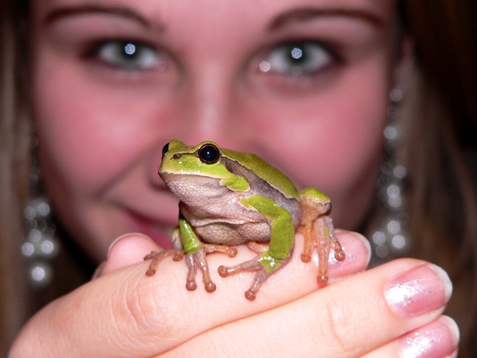 Frog prince amphibian hand