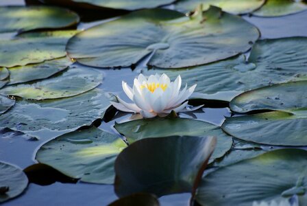 Water lily aquatic plant white