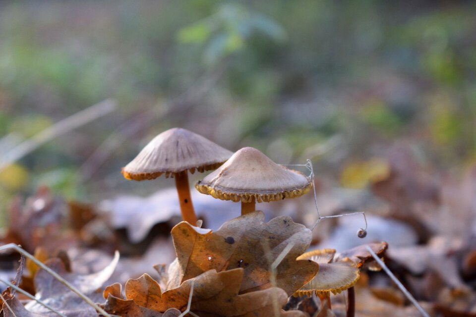 Forest nature autumn