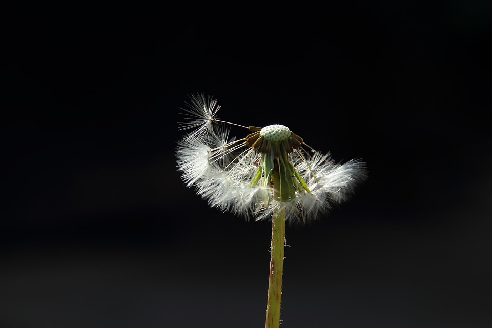 Spring backlighting flying seeds