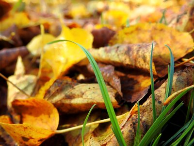 Moist fall color golden autumn