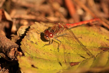 Red dragonfly close up macro photo