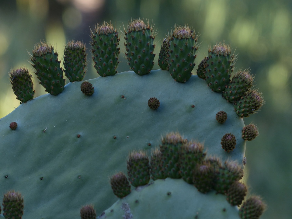 Ear cactus ears leaves opuntia