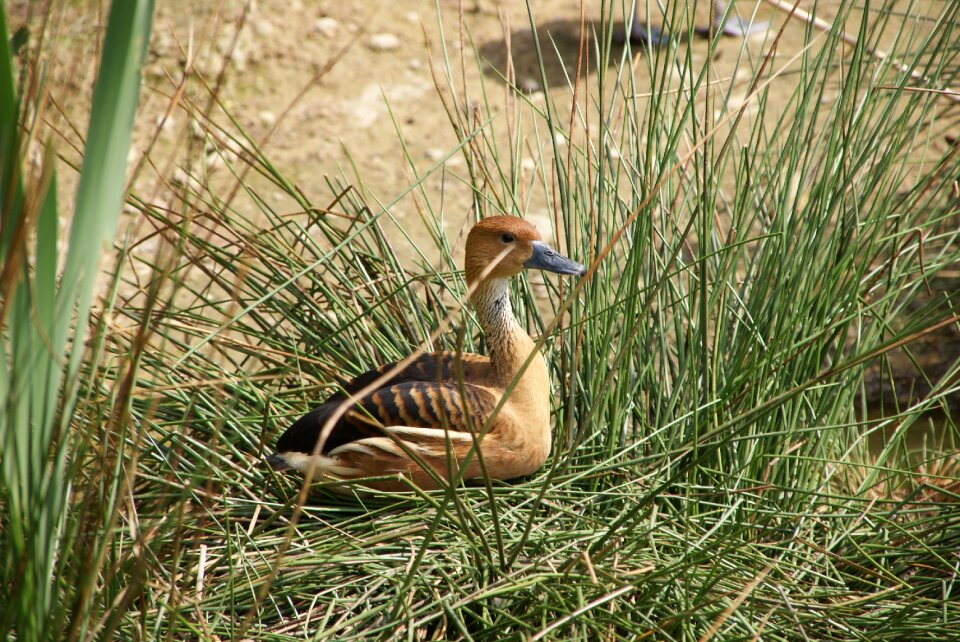 Animal duck bird