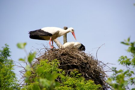 Stork nest sky photo