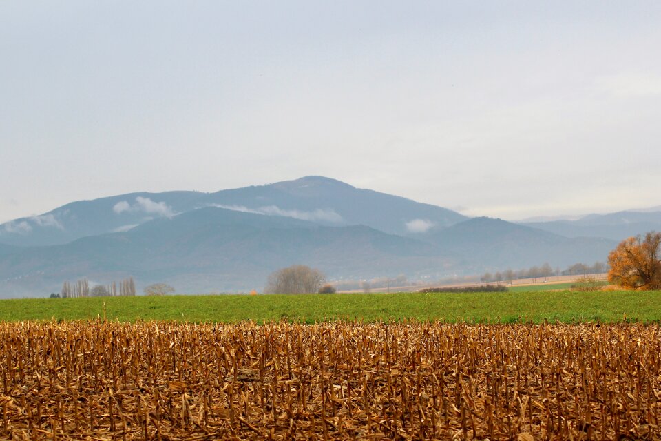 Agricultural harvest landscape
