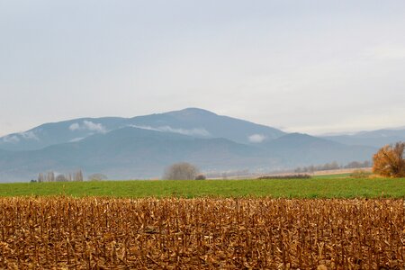 Agricultural harvest landscape