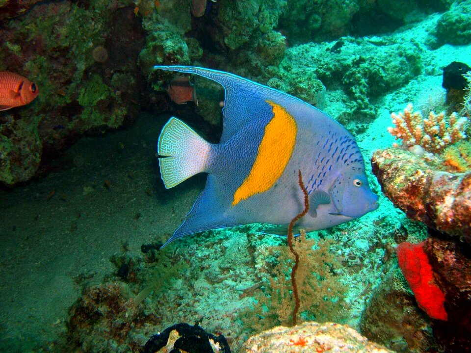 Coral angelfish arabian