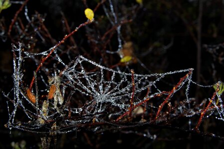 Not cold frost night