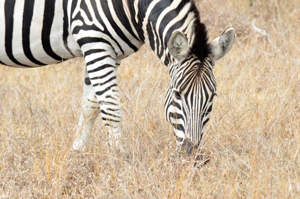 Africa savannah south africa