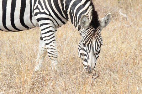 Africa savannah south africa