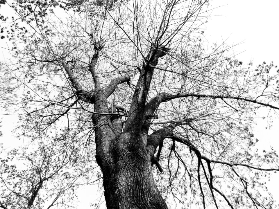 Branches log natural