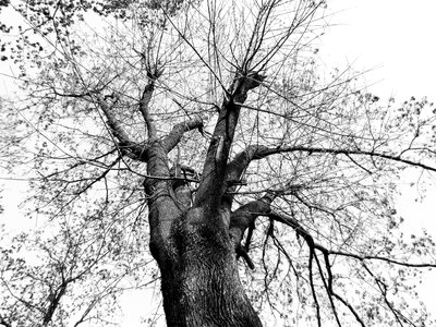 Branches log natural