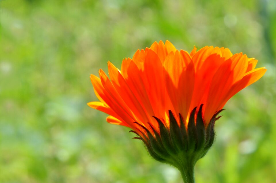 Color orange flora worry