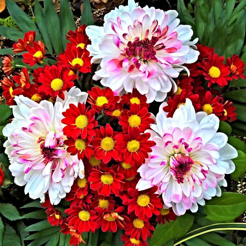 Chrysanthemums flower petals chrysanthemums asters