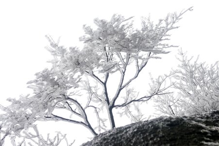 Huangshan winter rime photo