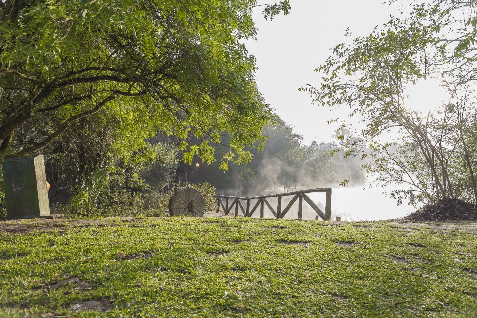 Araucaria mist fields