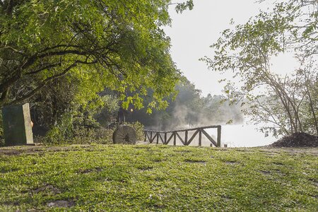 Araucaria mist fields