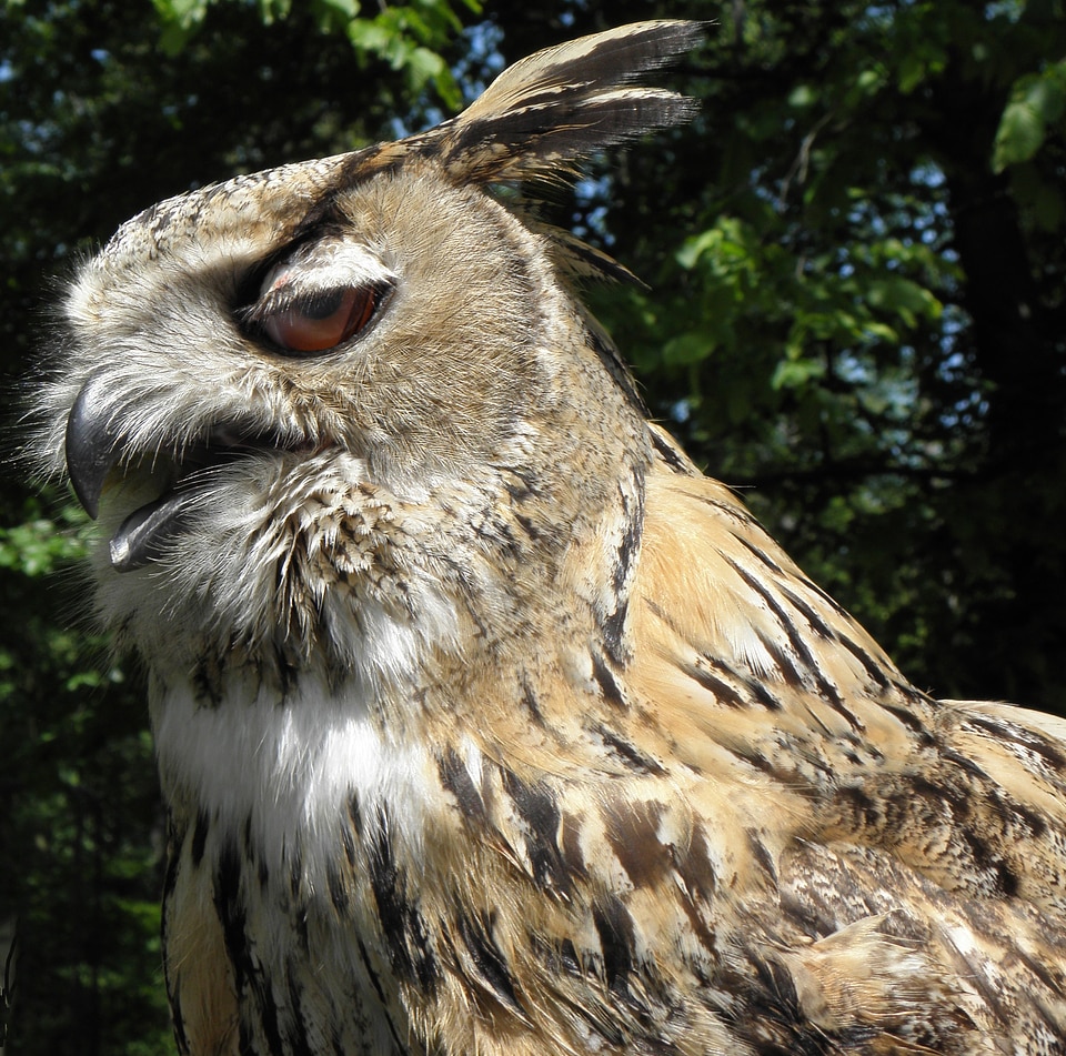 Bird of prey eagle owl plumage