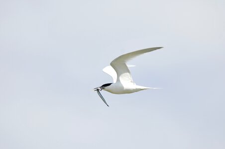 Seagull fish capture