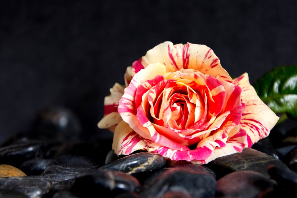 Flower nature colorful flower