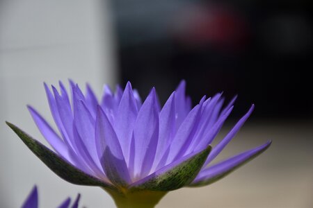 Lotus purple petals