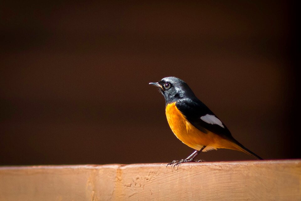 Angkhang redstart phoenicurus phoenicurus