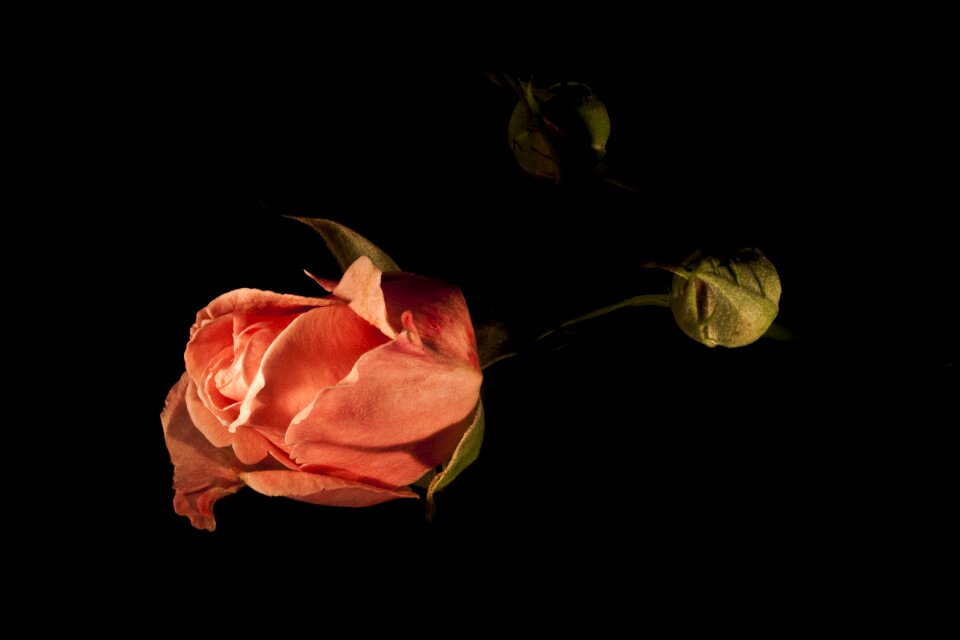 The leaves are garcia rosa