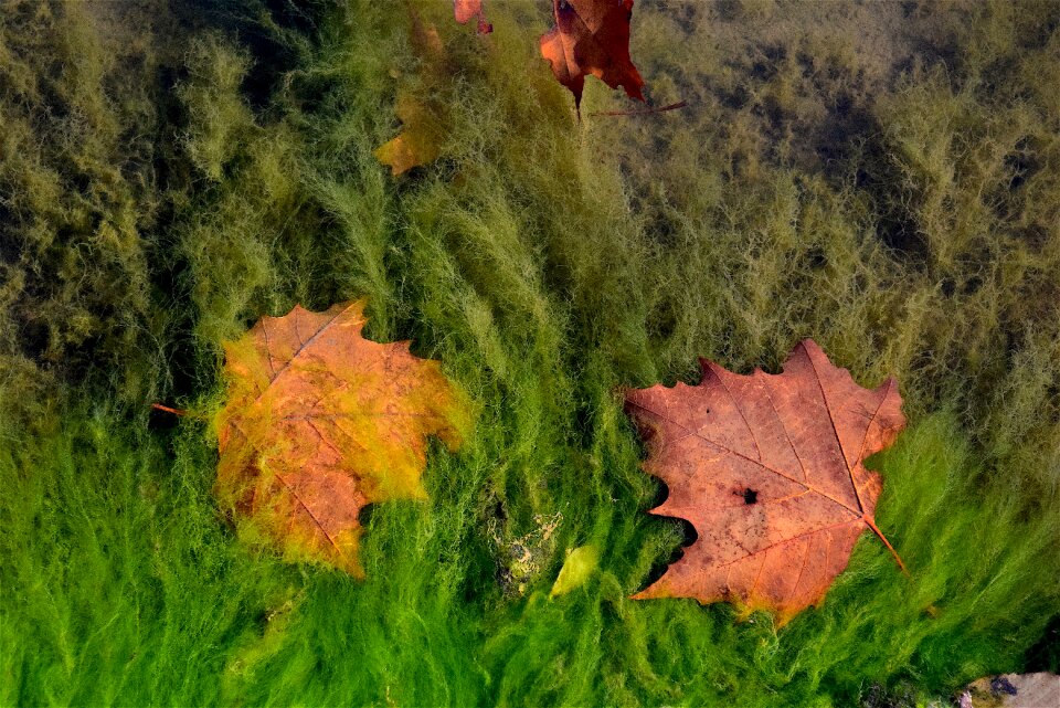 Backdrop environment fall