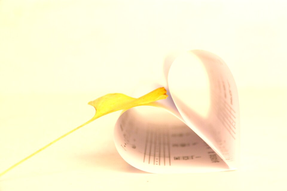 Tablature ginkgo biloba photography