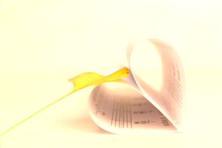 Tablature ginkgo biloba photography
