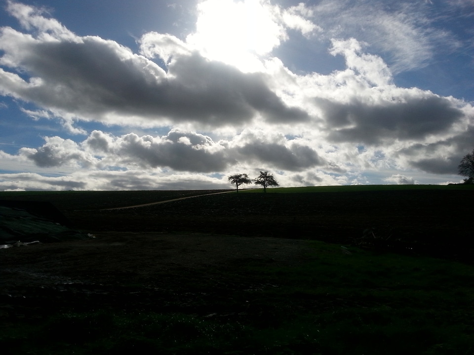 Trees tree shadow