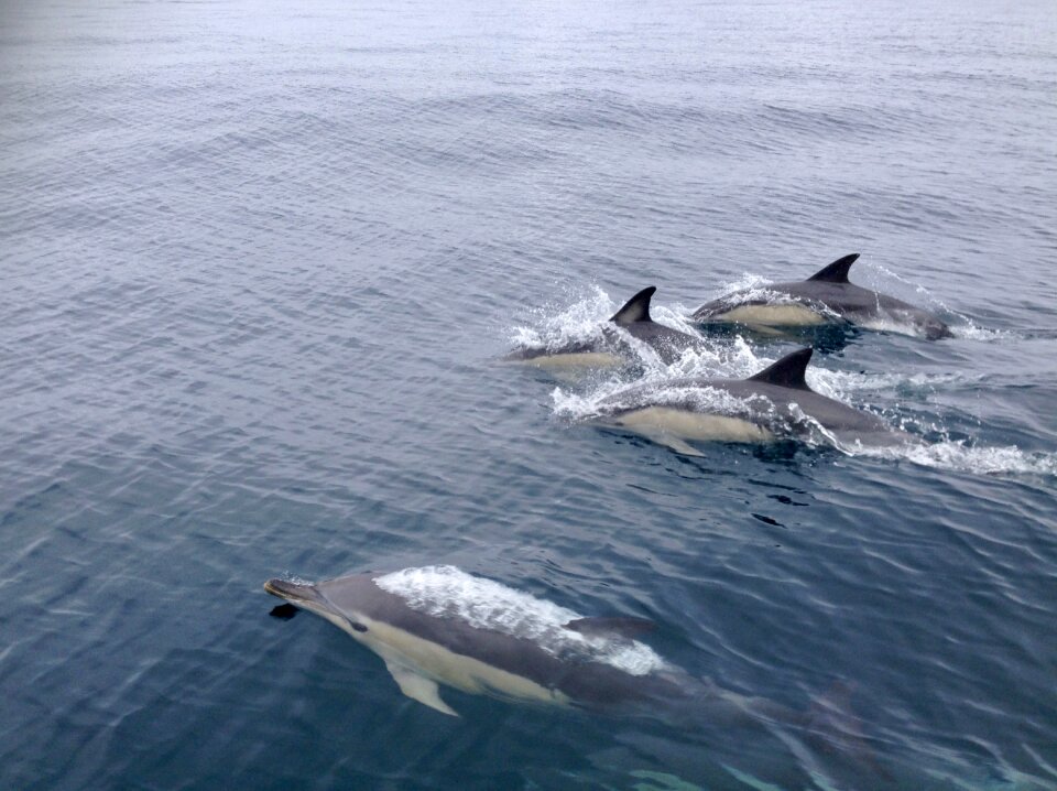Show water marine mammals