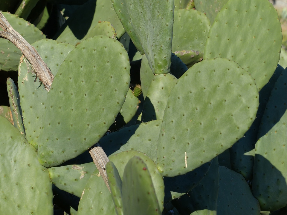 Prickly pear ears leaves opuntia