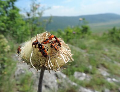 Reflective poet chinch bugs pyrrhocoris apterus ploské photo