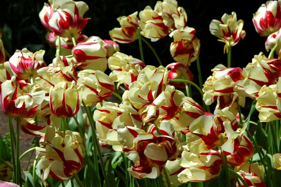 Tulips flower holland