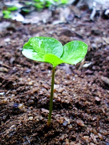 Drops plant leaves water plant photo