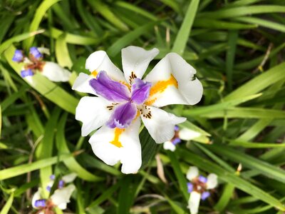 Flower floral photo