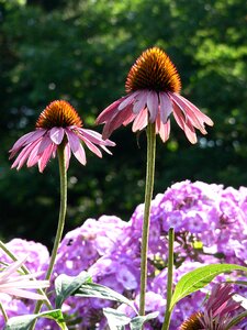 Summer colorful flower plant