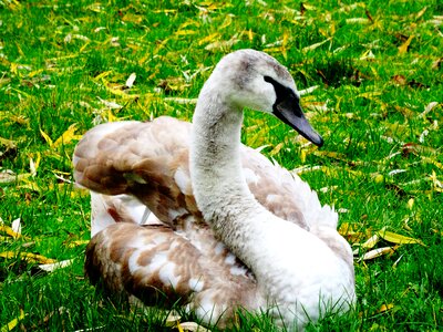 Animal world nature waterfowl