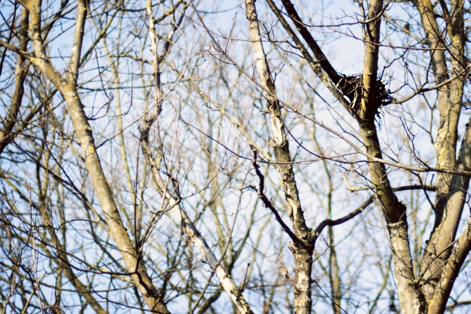 Aesthetic branches forest