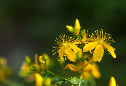 Wildflower long stamen medicinal herb photo