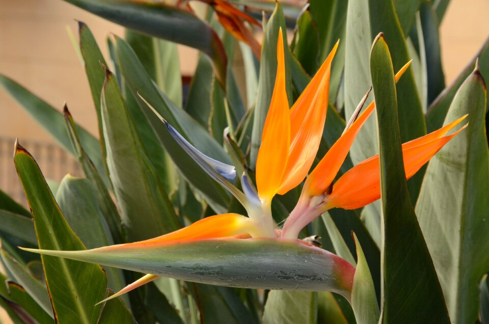 Orange purple tropical