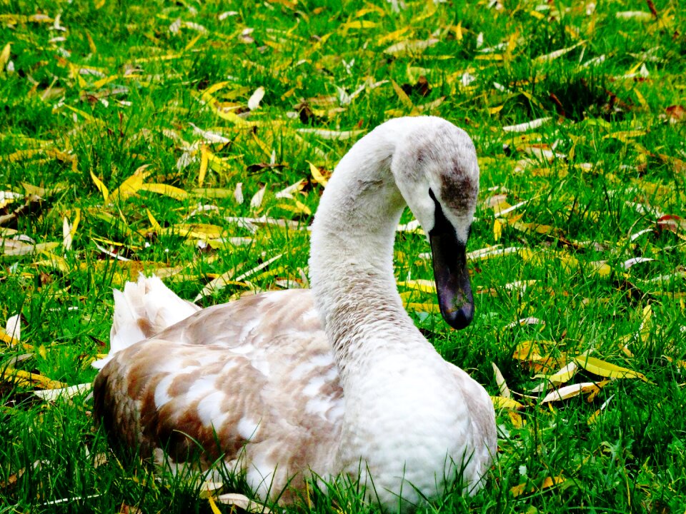 Animal animal world nature