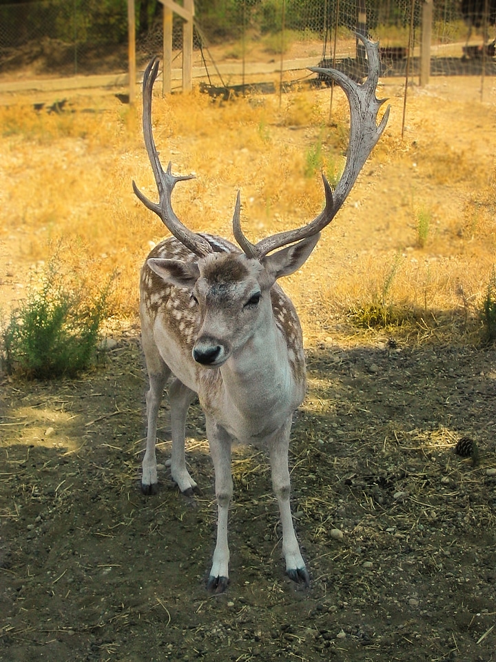 Animal world animal fawn