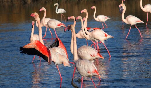 Nature animals camargue