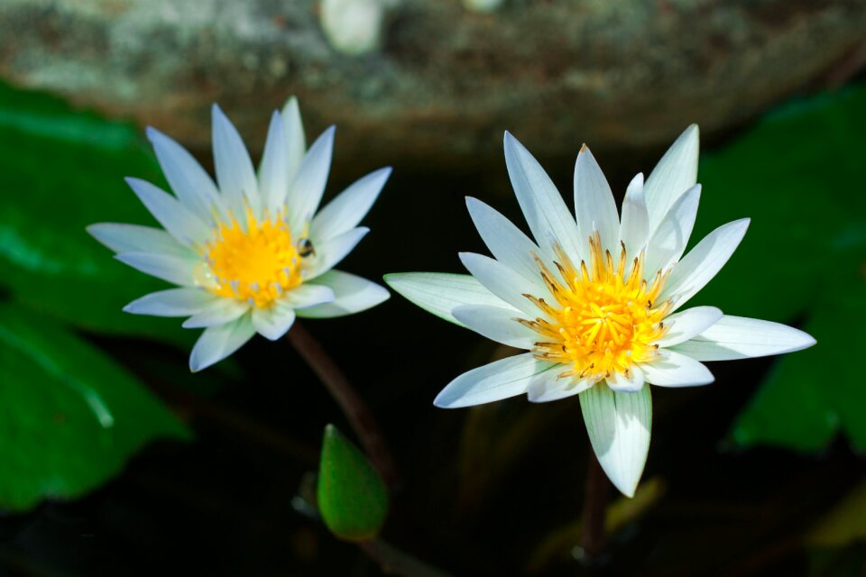 Nature green white lotus