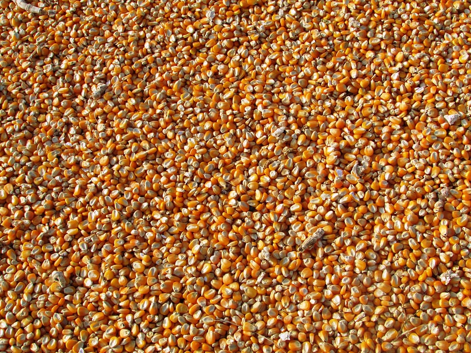 Vegetables seeds food